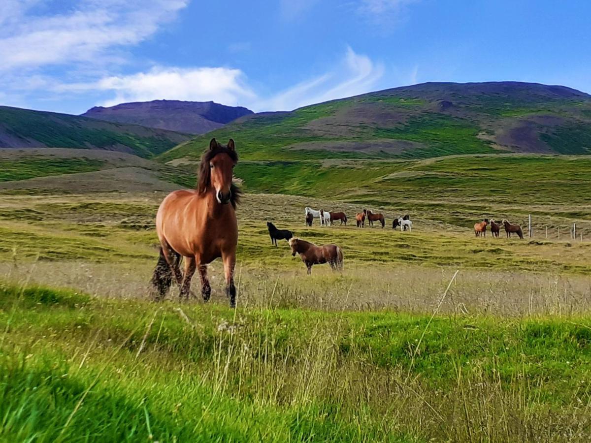 Skarth Guesthouse Saudarkrokur Bagian luar foto